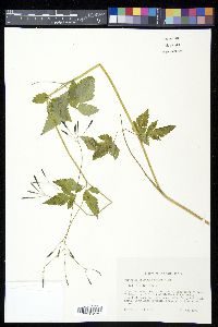 Osmorhiza berteroi image