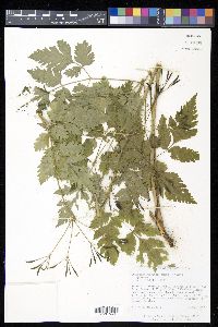 Osmorhiza claytonii image