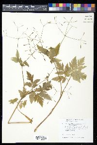 Osmorhiza depauperata image