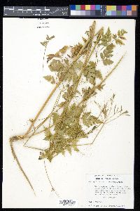 Osmorhiza mexicana image