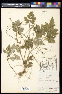 Osmorhiza aristata image