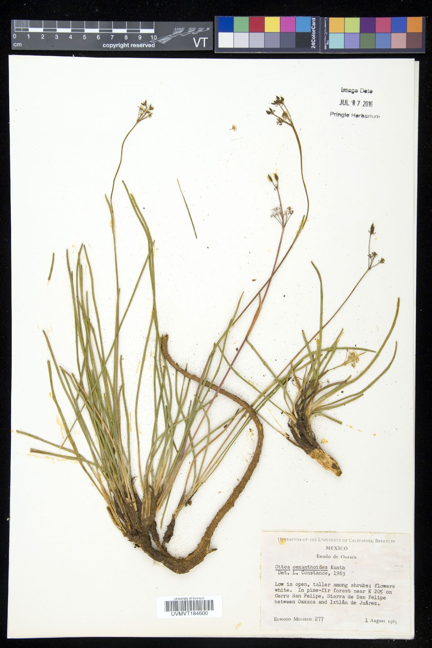 Ottoa image