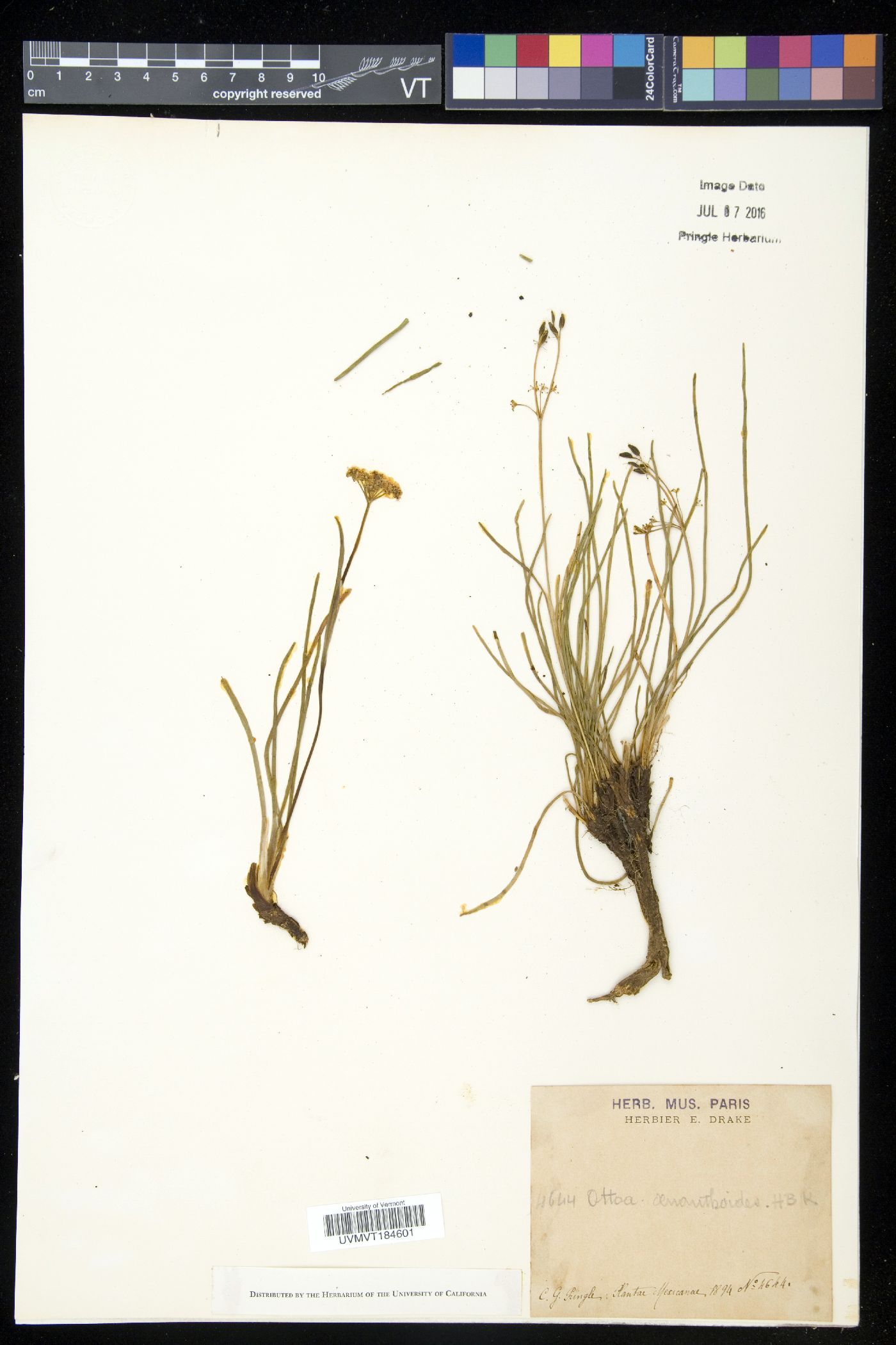Ottoa image