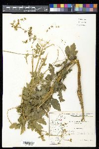 Pastinaca sativa image