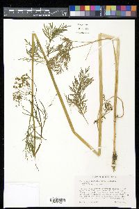 Perideridia americana image