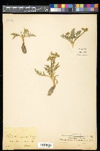 Vesper macrorhizus image