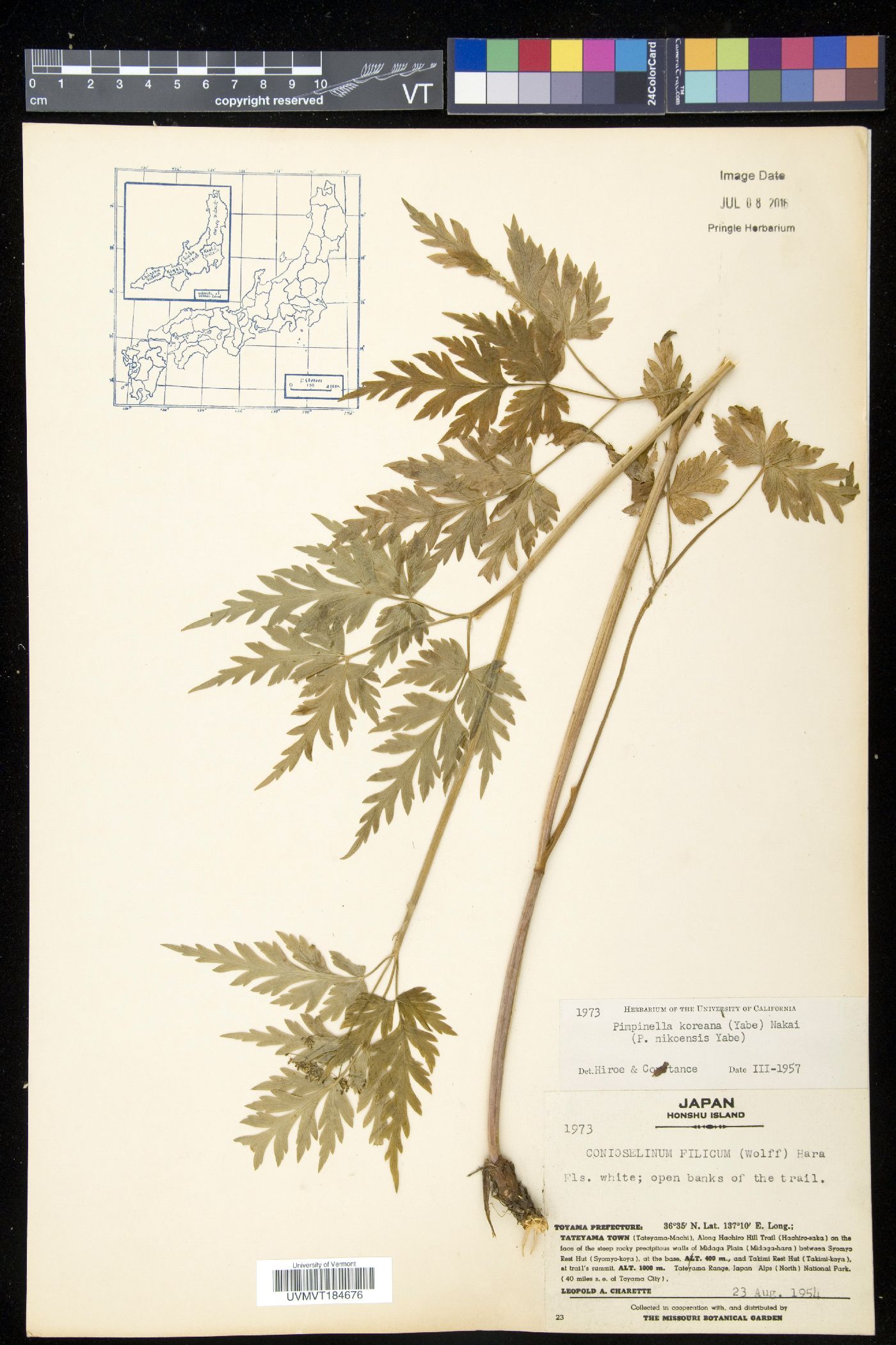 Spuriopimpinella koreana image