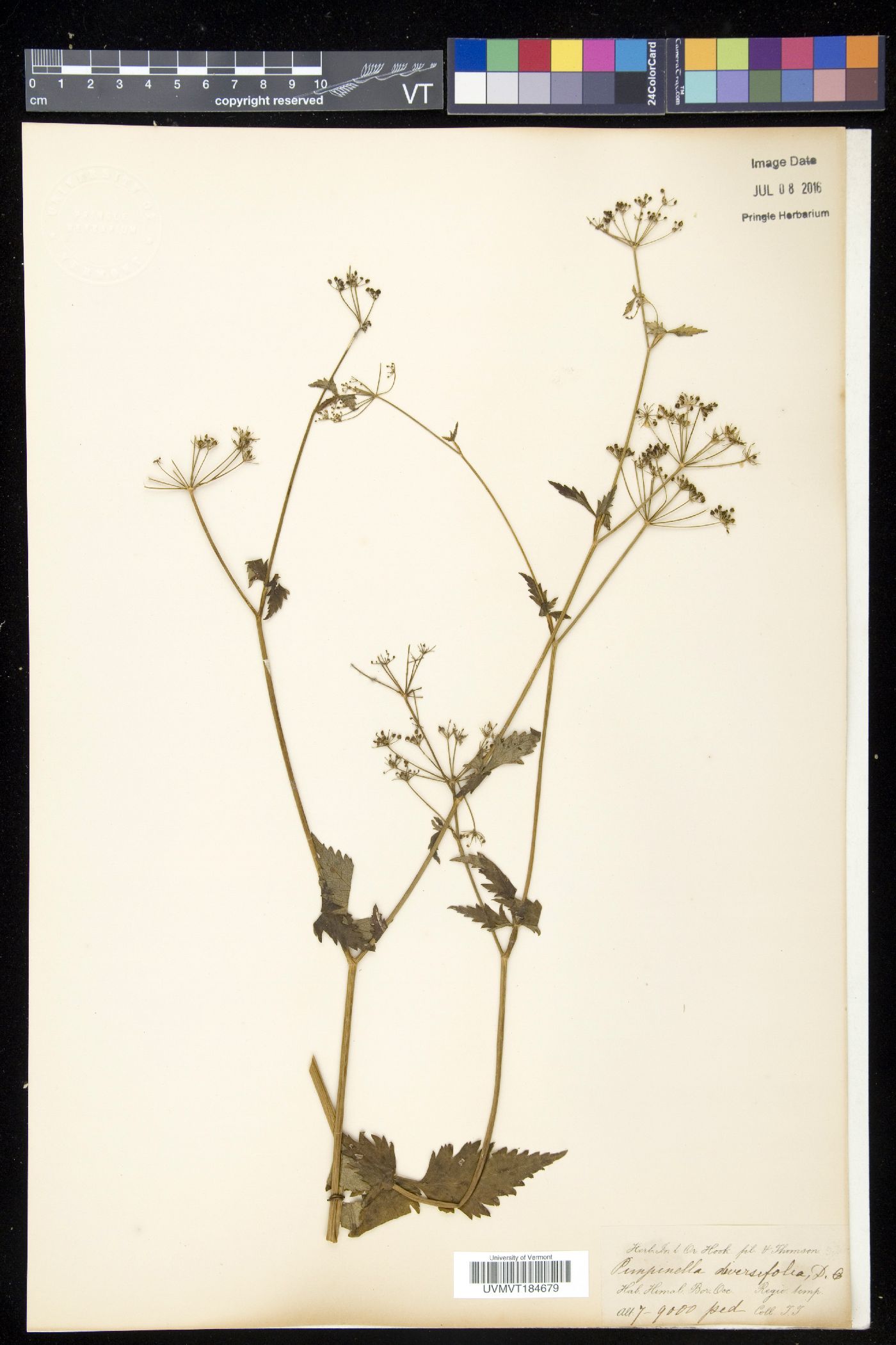 Pimpinella diversifolia image