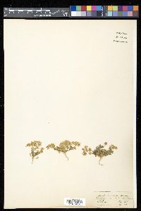 Psammogeton canescens image