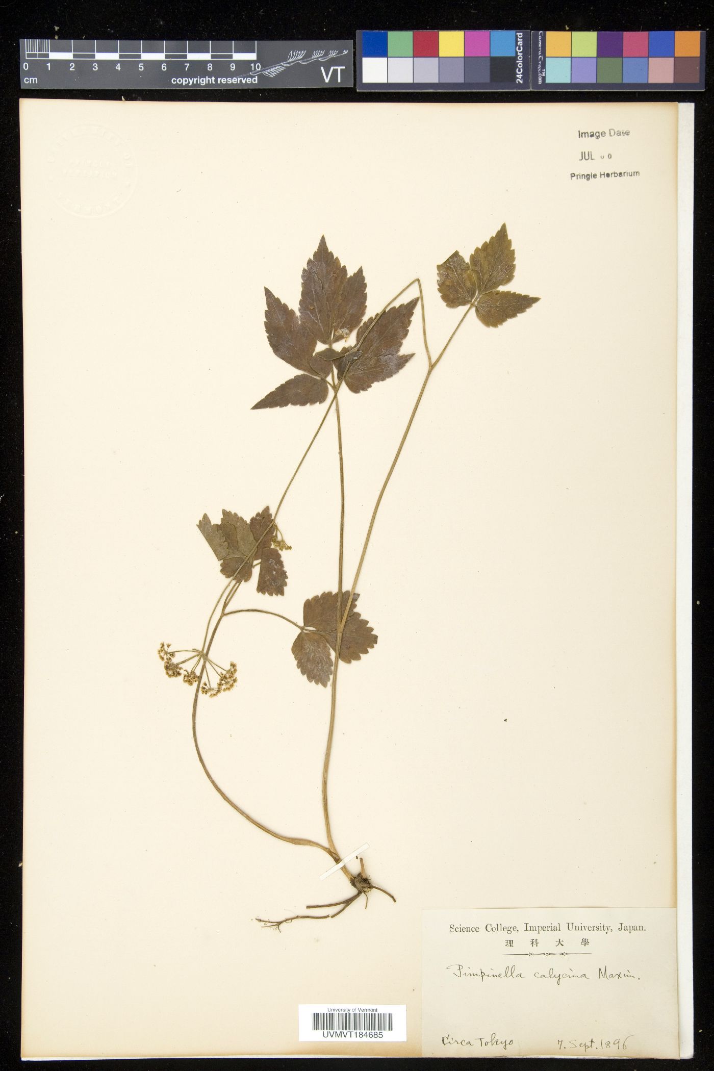 Spuriopimpinella calycina image