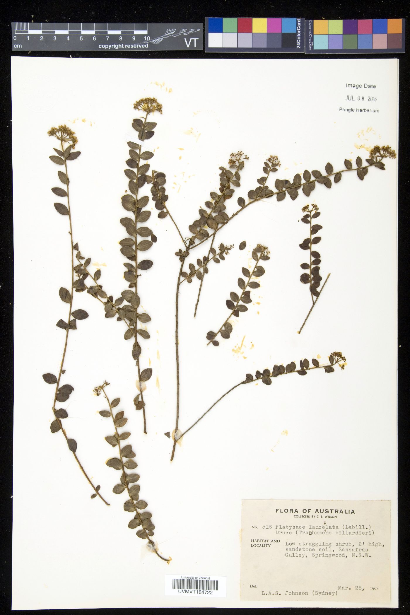 Platysace image