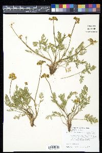 Pseudocymopterus montanus image