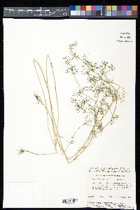 Ptilimnium capillaceum image