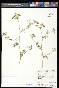 Ptilimnium capillaceum image