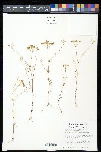 Ptilimnium nuttallii image
