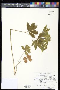 Sanicula odorata image