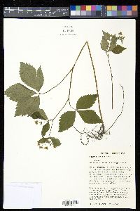 Sanicula trifoliata image