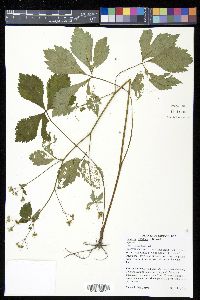Sanicula trifoliata image