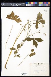 Sanicula chinensis image