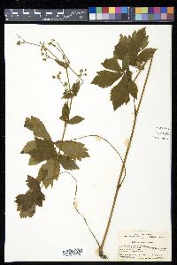 Sanicula chinensis image