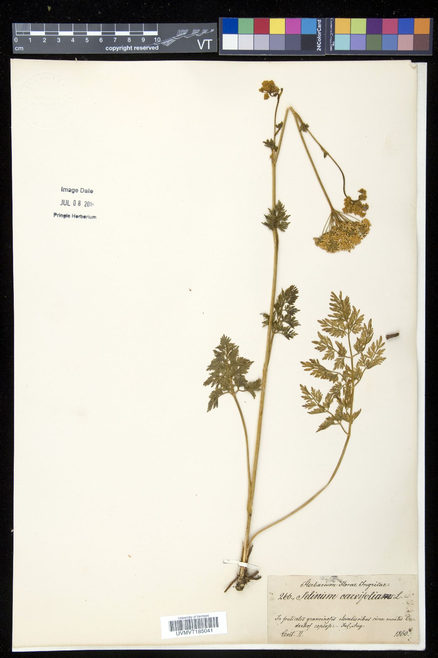 Selinum image