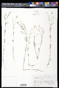 Spermolepis inermis image