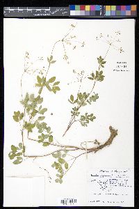 Taenidia integerrima image