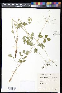 Taenidia integerrima image