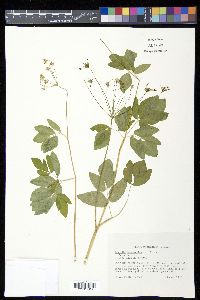 Taenidia integerrima image