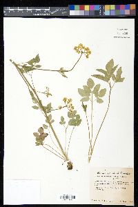 Thaspium barbinode image