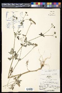 Torilis japonica image