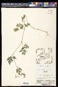 Torilis japonica image