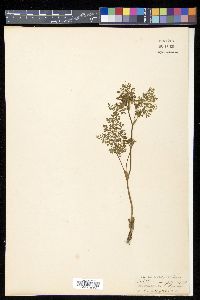 Vicatia coniifolia image