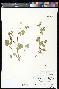 Zizia aptera image