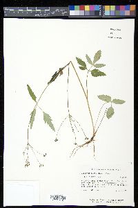 Zizia trifoliata image