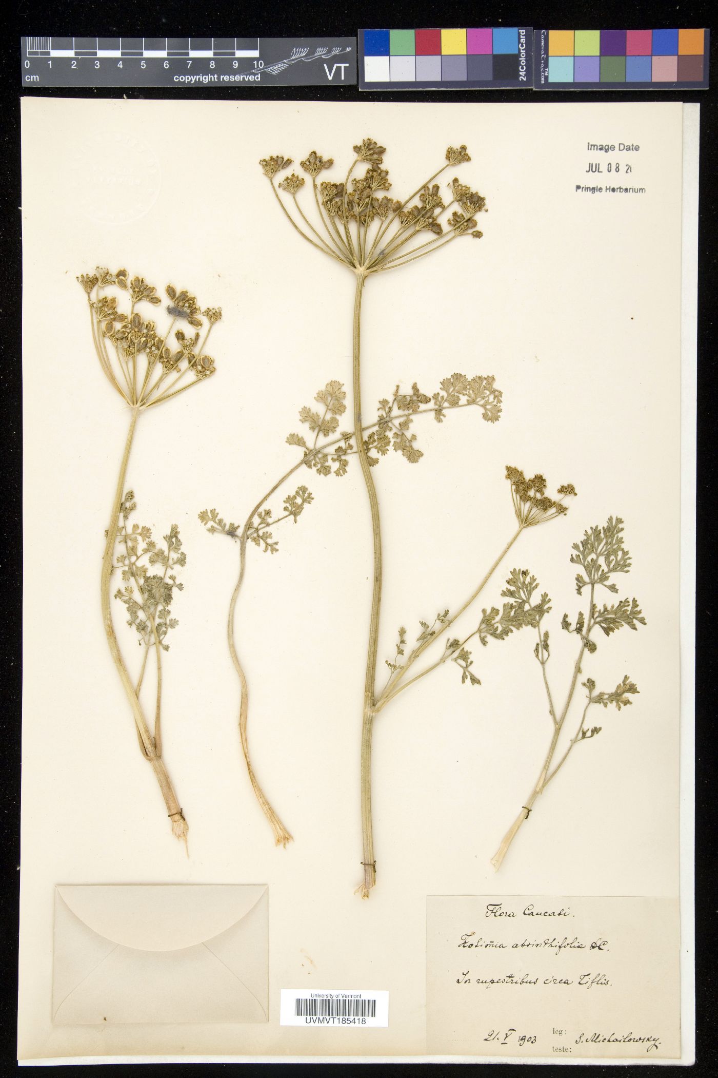 Zosimia image
