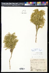 Dendrolycopodium dendroideum image