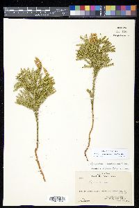 Dendrolycopodium dendroideum image