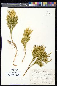 Dendrolycopodium hickeyi image