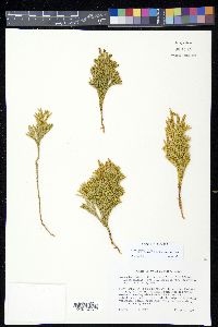 Dendrolycopodium hickeyi image