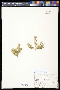 Diphasiastrum sitchense image