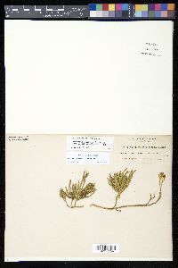 Diphasiastrum sitchense image