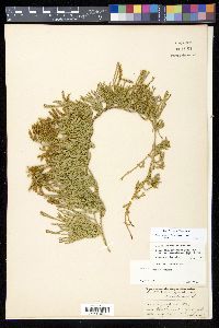 Diphasiastrum sitchense image