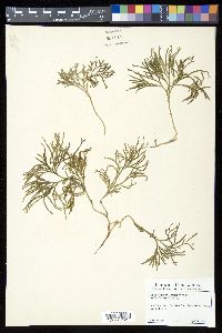 Diphasiastrum tristachyum image