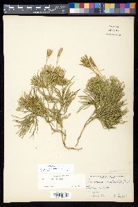 Diphasiastrum tristachyum image