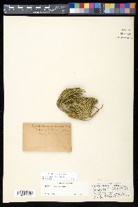 Diphasiastrum tristachyum image