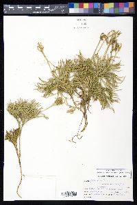 Diphasiastrum tristachyum image