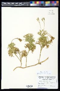 Diphasiastrum tristachyum image