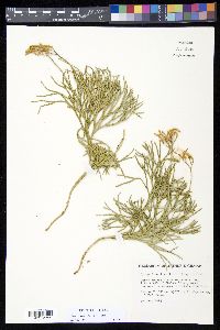 Diphasiastrum x zeilleri image