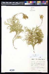 Diphasiastrum x zeilleri image